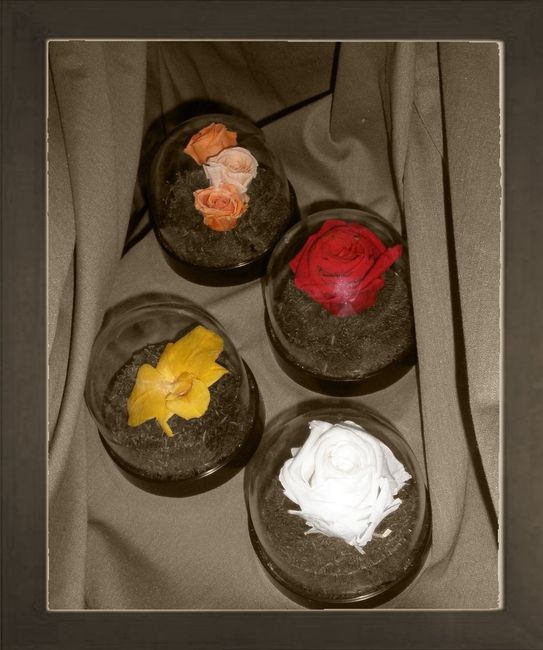 rosas preservadas