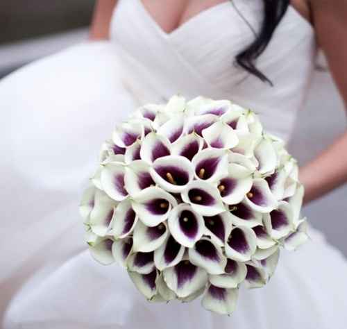 Ramo Calas Picasso