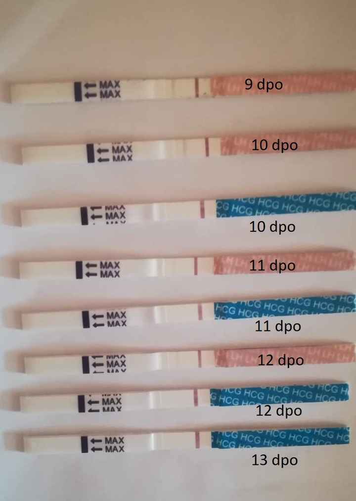 test después de la inseminación