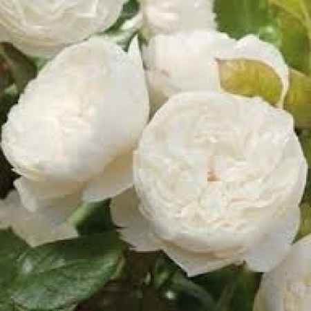 Rosas inglesas