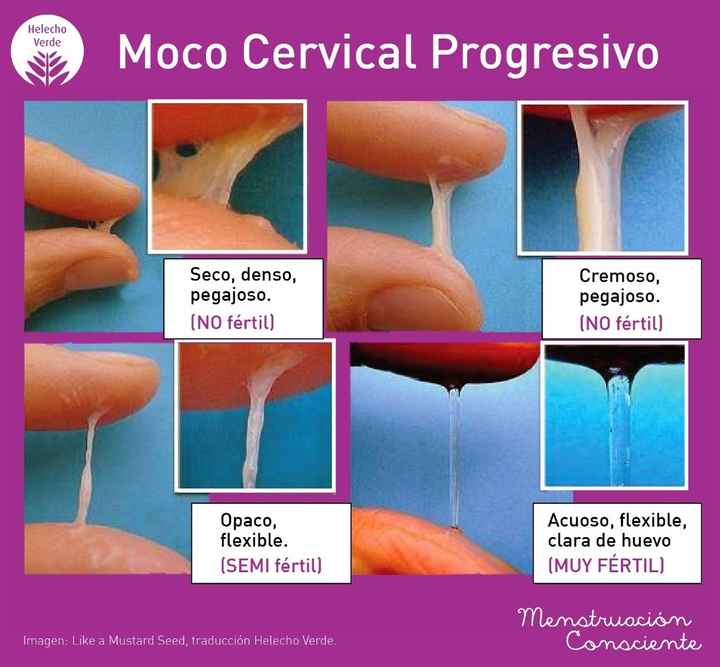 Tipos de moco cervical