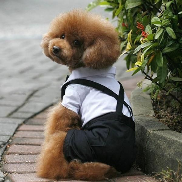 Perro participando en la boda - 1