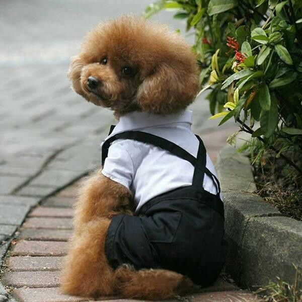 Traje para la boda para perrito - 1