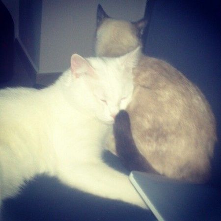 Mixinos