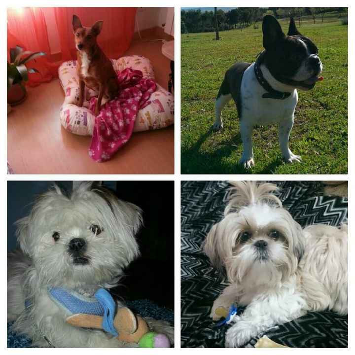 Mascotas en casa: ¿sí o no? - 1