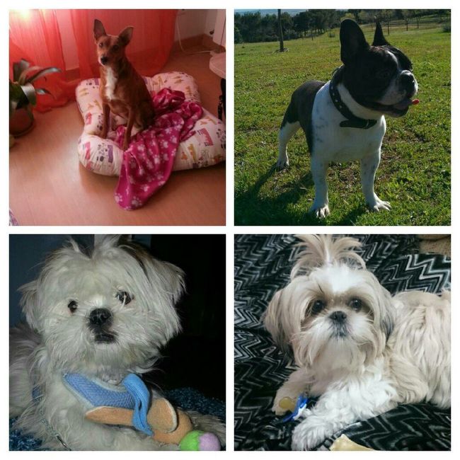 Mascotas en casa: ¿sí o no? - 1