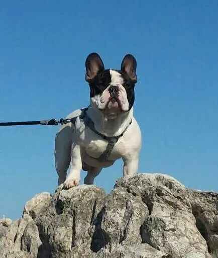 ¿va a participar vuestra/as mascota/as? - 1