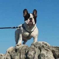 Como participan vuestras mascotas en ls boda - 1