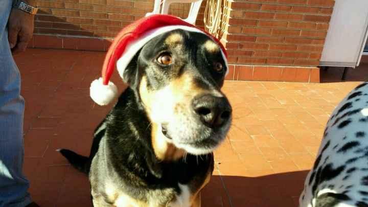 Nuestras mascotas!! - 3