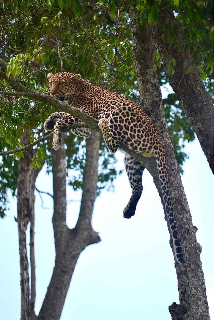 Fotos del Safari - 2