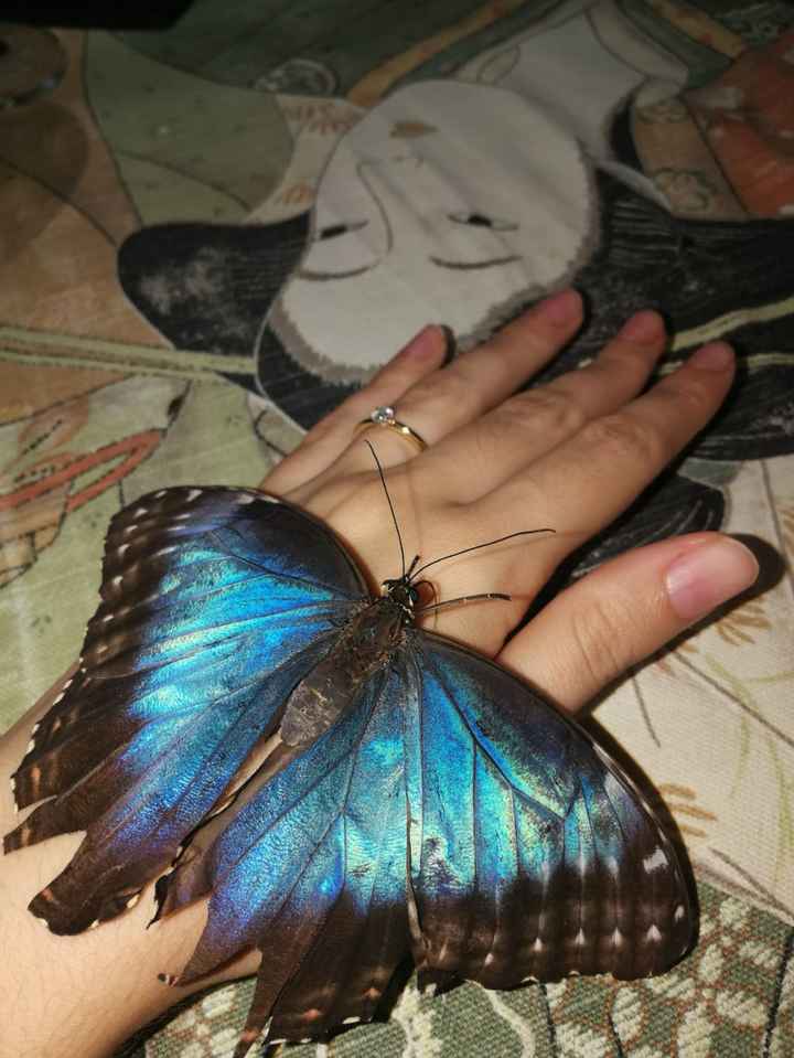 Cena con mariposas después de la pedida