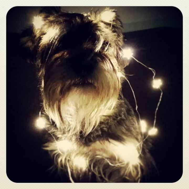 Nuestras mascotas!! - 1