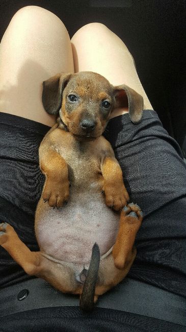 Regalo compromiso - 2