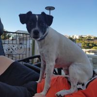 Como hacer parte a nuestro 🐶? - 1