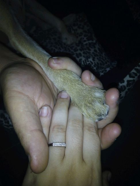 Pongamos todas nuestro anillo de compromiso - 1