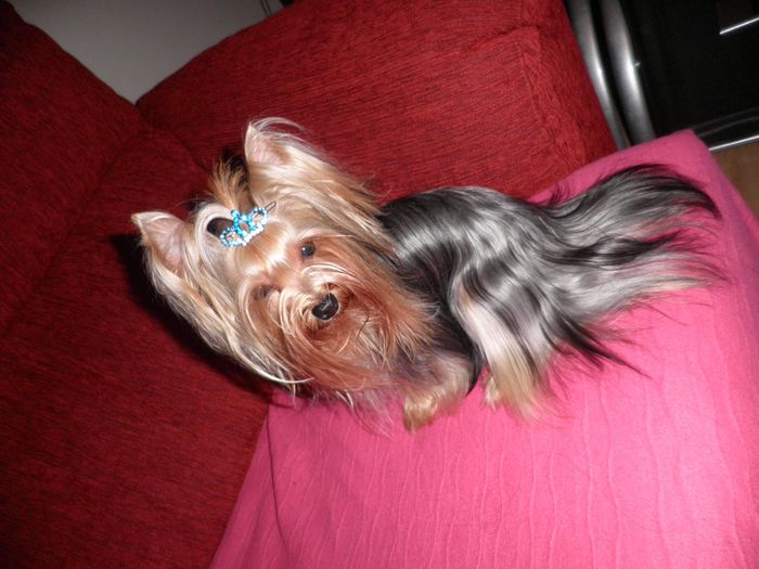Mi pequeña Maya