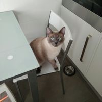 ¿Cómo se llama vuestra mascota? - 1