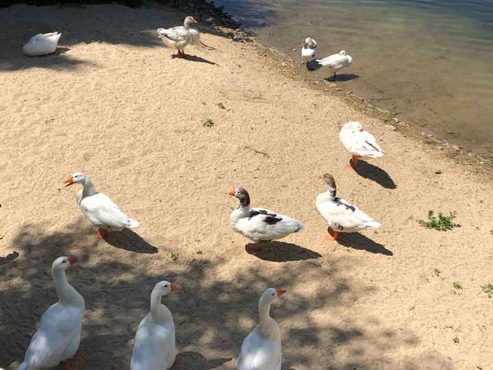 Bodas en las lagunas de las madres 2018 - 4