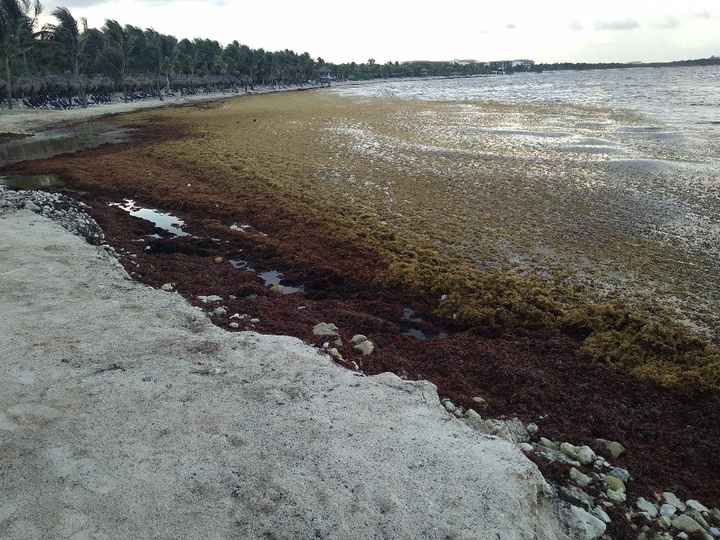 Algas en Riviera Maya 26 de Mayo - 1