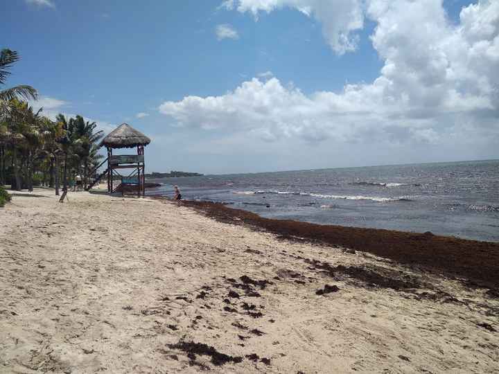 Algas en Riviera Maya 26 de Mayo - 3