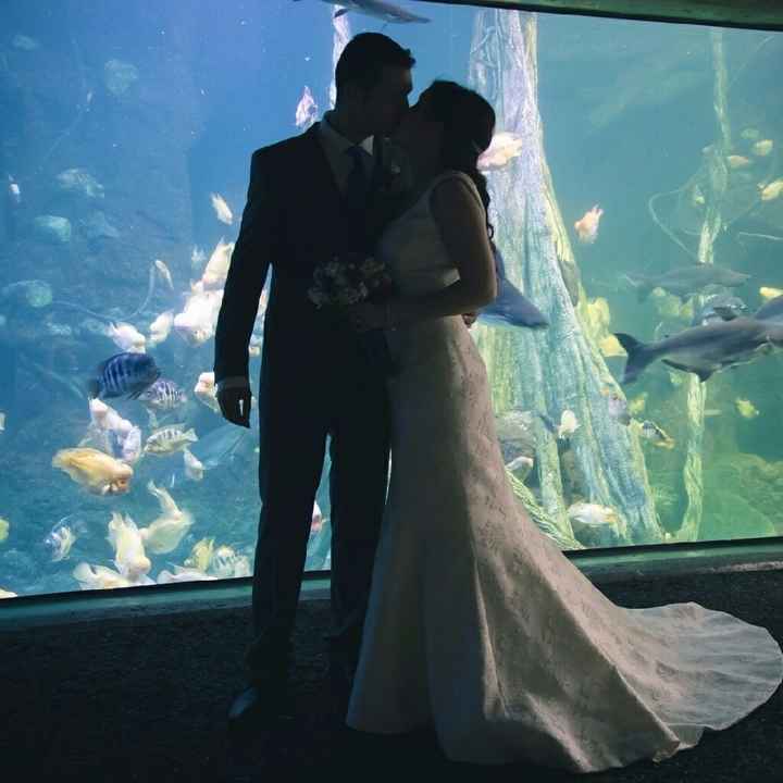 Mi boda en palma aquarium - 3