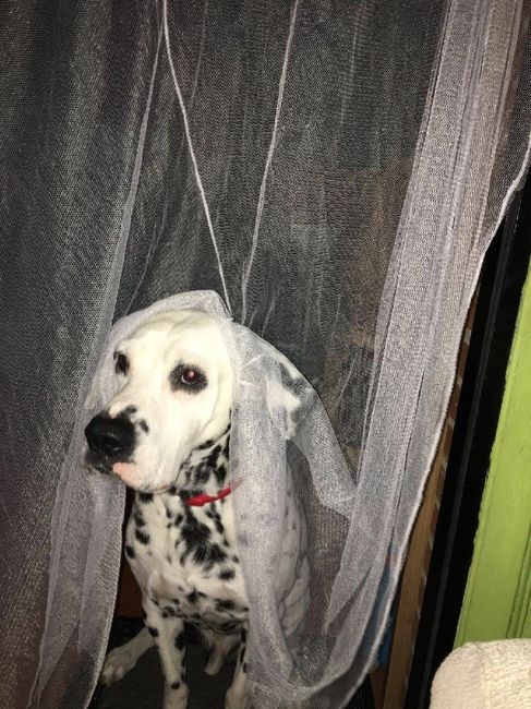 ¿a alguien le ha llevado las alianzas su perro? - 1