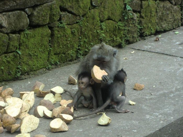 Bosque de Monos