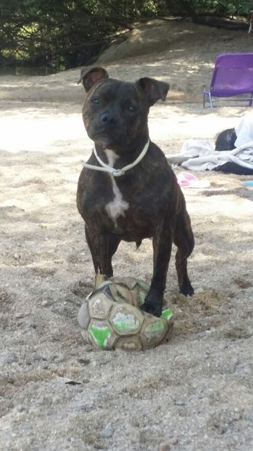 ¿Cómo se llama vuestra mascota? - 2
