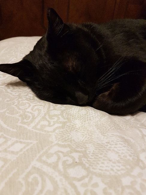 ¿Perro o gato? - 1