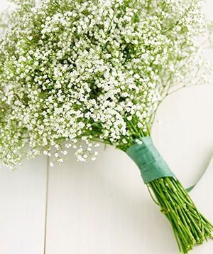 paniculata