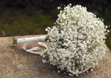 paniculata