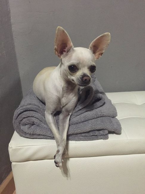 ¿Cómo se llama vuestra mascota? - 1