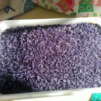Mi  arroz de colores y zapatillas de novia! - 2