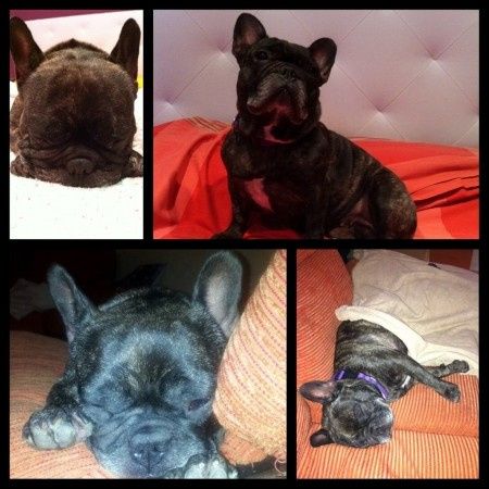 Nuestras mascotas!! - 1