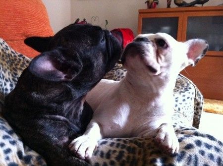 Nuestras mascotas!! - 3