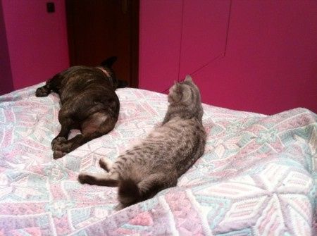 Nuestras mascotas!! - 1