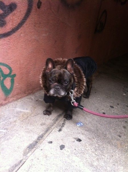 Nuestras mascotas!! - 2