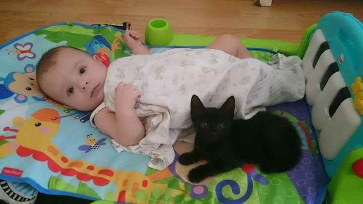 Gato y bebé - 1