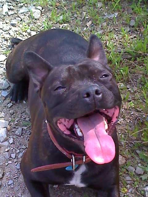 mi gordito