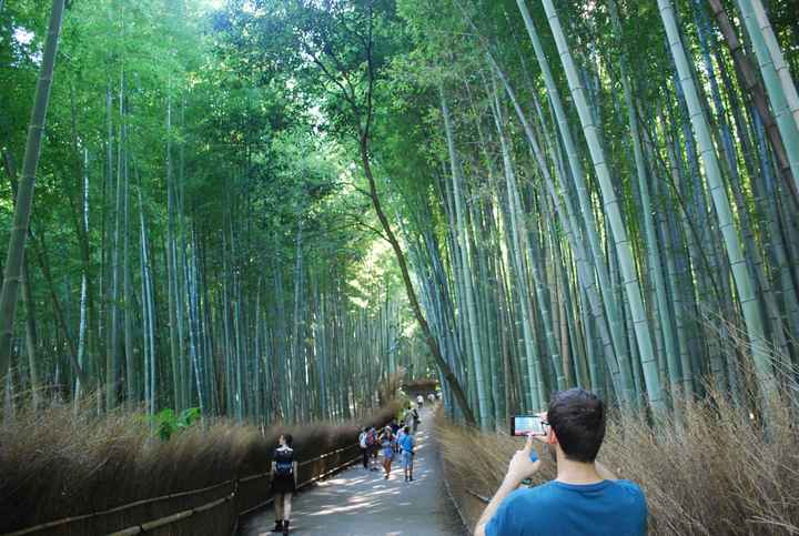 Bosque de Bambú