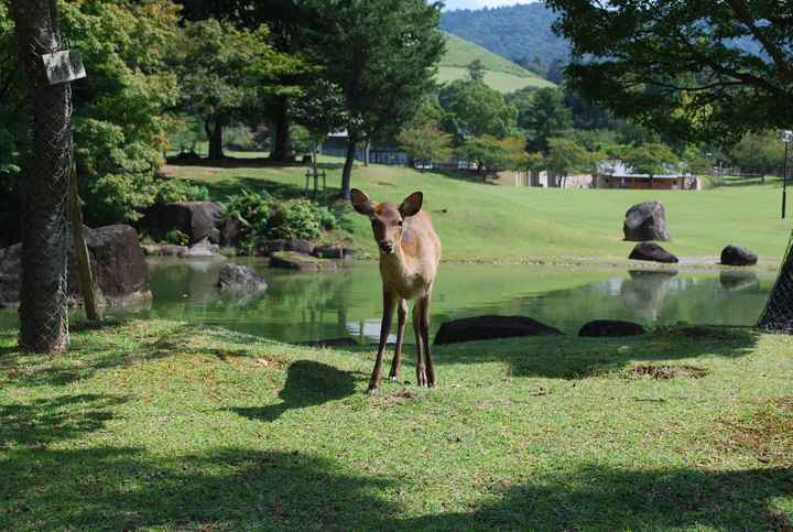 Parque de Nara