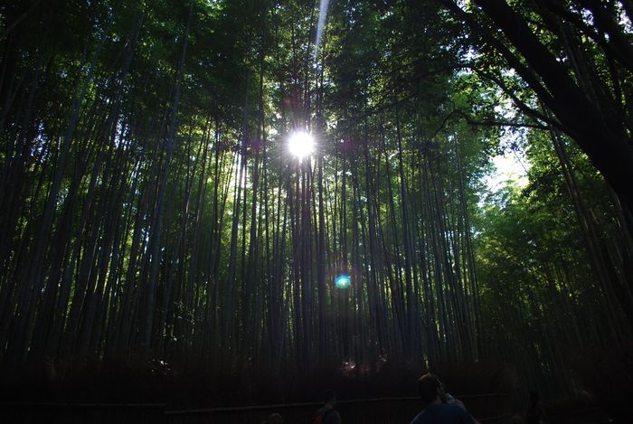 Bosque de Bambú