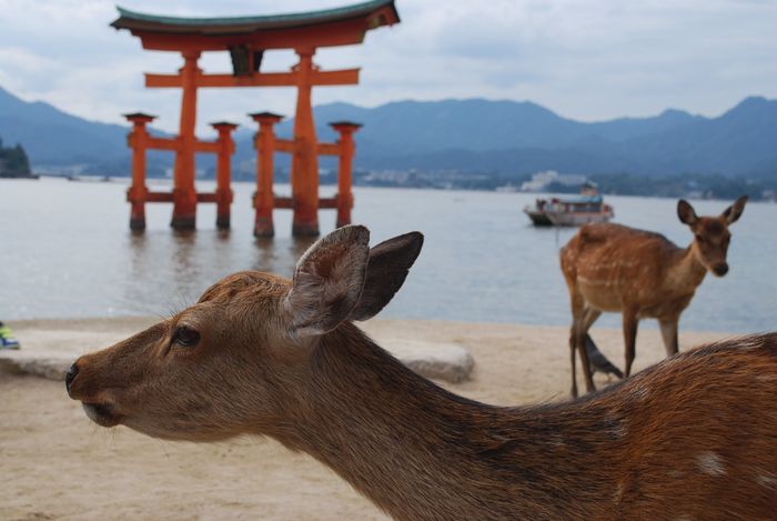 Miyajima