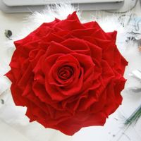 rosmelia