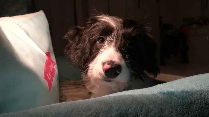 Que hago  con mi cachorrinaaa - 1