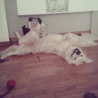 Mi mascota se viene a la boda!!! - 1