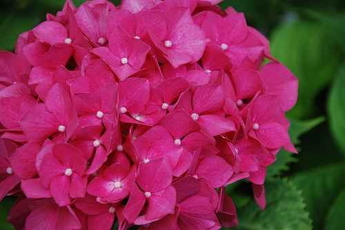 Hortensias