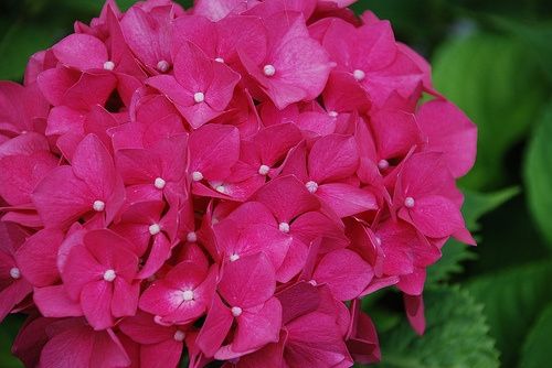 Hortensias