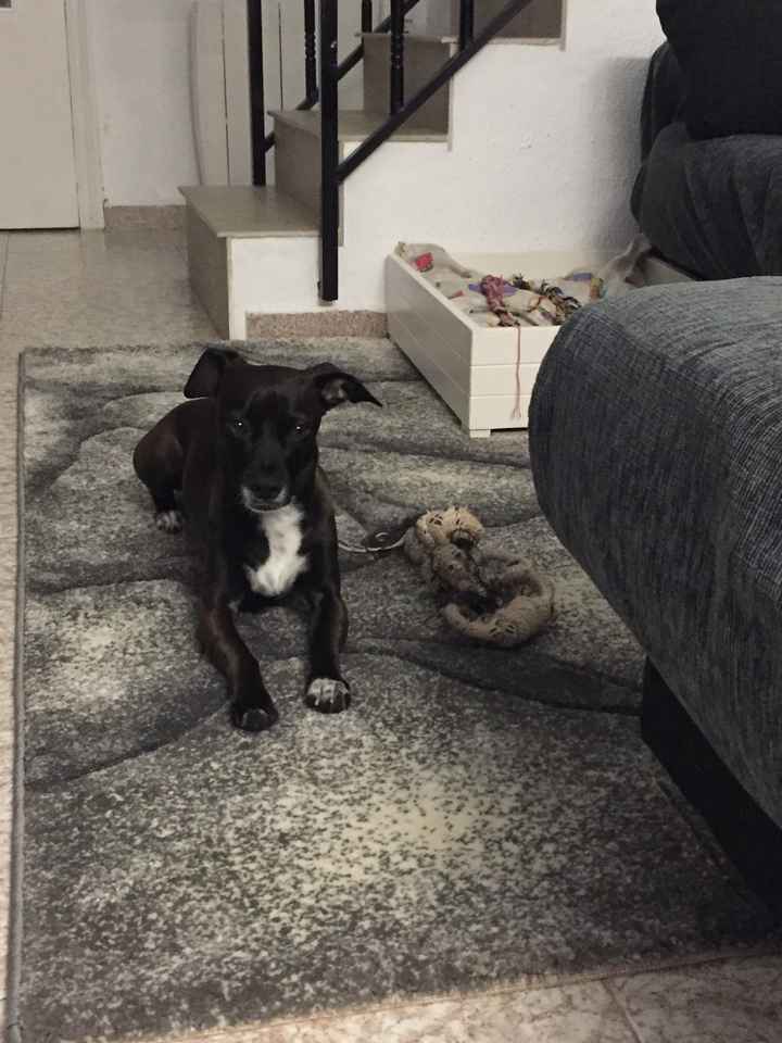 Mi mascota se llama _______ - 1