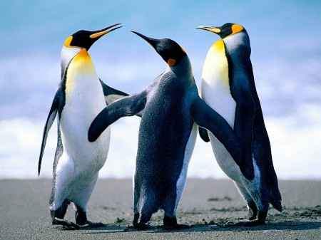 como los pingüinos!!